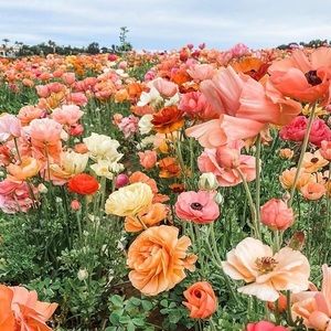 Meet your Posher, Madeline